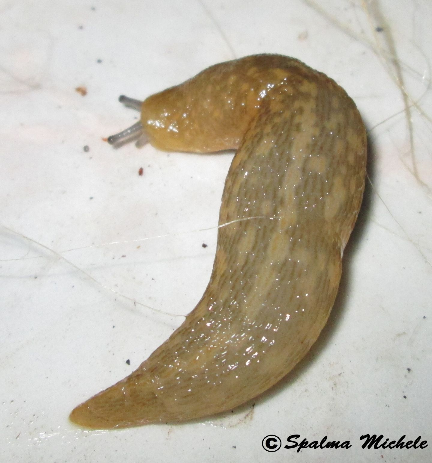 Limacus siciliano: L. flavus da Carini (PA)